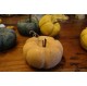 Potiron orange des lutins