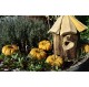 Potiron orange des lutins