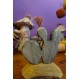 Cactus verts des lutins