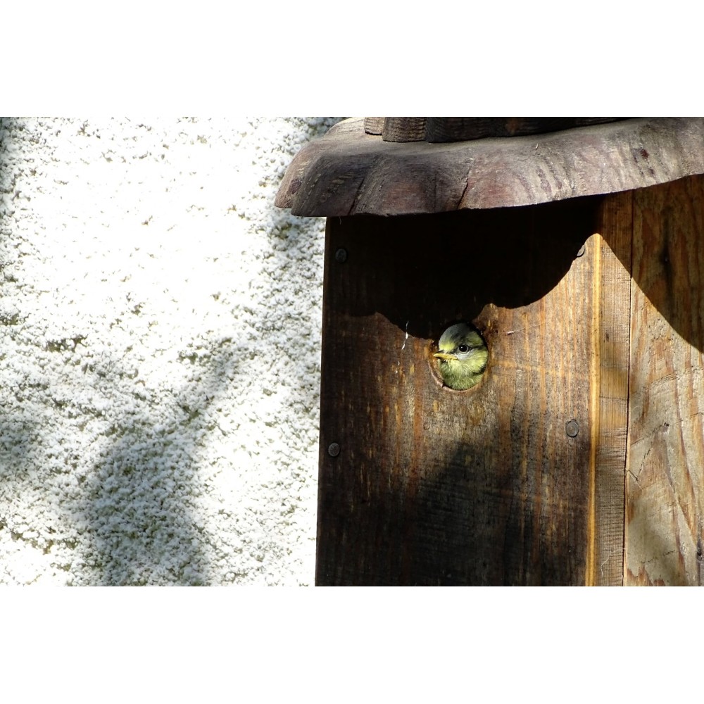 nichoir à oiseaux artisanal bois recyclés