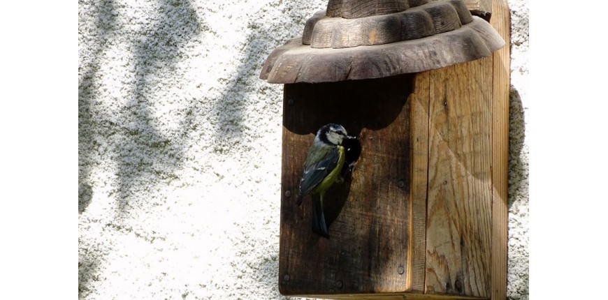 Les boites à oiseaux en bois recyclés.