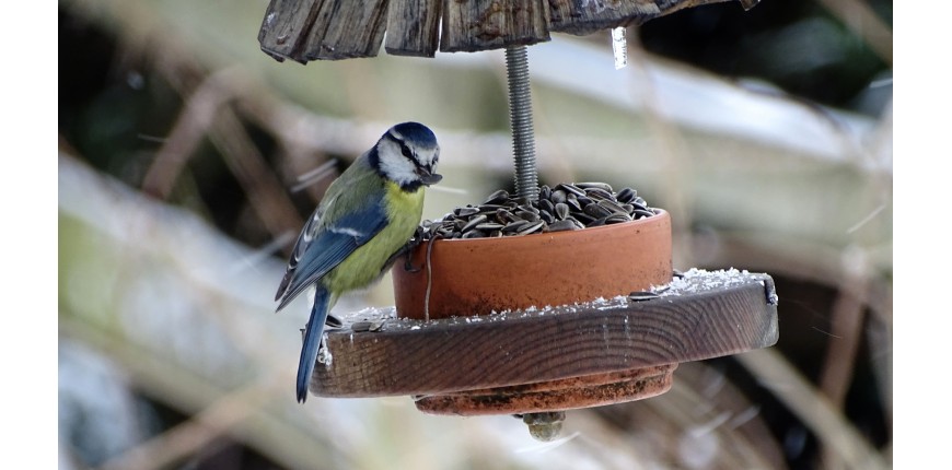 Mangeoire à oiseaux en bois, Je commande !